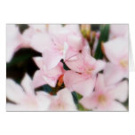Pink Flowers