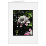 Pink flowers. Clematis. Stylish design. Cards