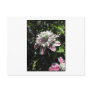 Pink flowers. Clematis. Stylish design. Post Cards