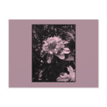 Pink flowers. Clematis. Stylish design. Postcards