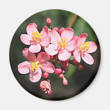 Pink Flowers Magnet