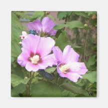pink flowers magnet