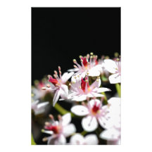 Pink Flowers On Black Personalized Stationery