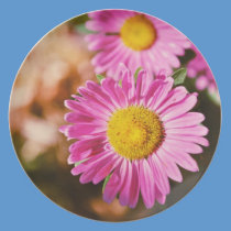 Pink flowers plates