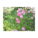 pink flowers postcards
