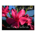 Pink Flowers Postcards