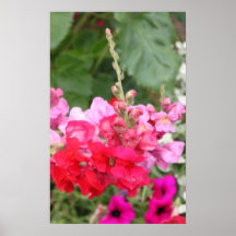 Pink Flowers Print