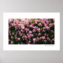 Pink Flowers Posters