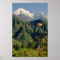 Pink Flowers posters