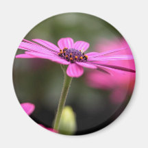 Pink flowers refrigerator magnet