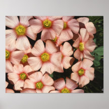 Pink Flowers Wood Sorrel, Oxalis Posters