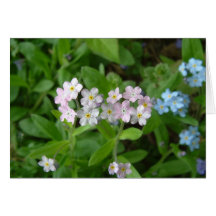 Pink Forget-Me-Nots Greeting Cards