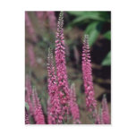 Pink Forma, (Veronica Longifolia) flowers postcards