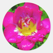 Pink Freesia Stickers