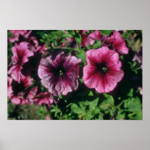 Pink Garden Petunia (Petunia Hybrida) flowers Posters