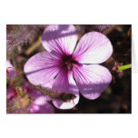 Pink Geranium Card