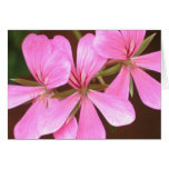 Pink Geranium Card