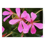 Pink Geranium Card