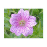 Pink Geranium Flower Postcard