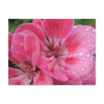 Pink Geranium Petals Postcard