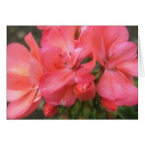 Pink Geraniums 2 Cards