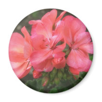 Pink Geraniums 2 Fridge Magnets