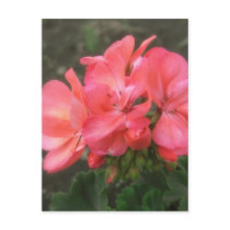 Pink Geraniums 2 Post Cards