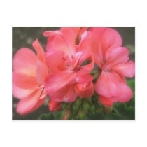 Pink Geraniums 2 Post Cards
