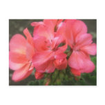 Pink Geraniums 2 postcards