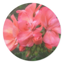 Pink Geraniums 2 Sticker