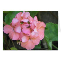 Pink Geraniums Greeting Card