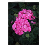 Pink Geraniums cards