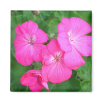 Pink Geraniums Magnet