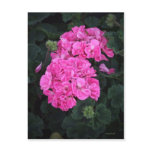 Pink Geraniums postcards