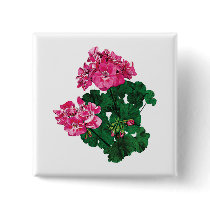 Pink Geraniums with Buds
