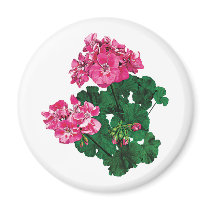 Pink Geraniums with Buds