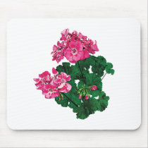 Pink Geraniums with Buds