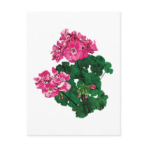 Pink Geraniums with Buds
