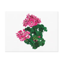 Pink Geraniums with Buds