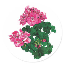 Pink Geraniums with Buds