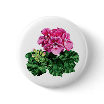 Pink Geraniums with Dew