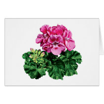 Pink Geraniums with Dew