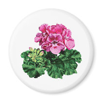 Pink Geraniums with Dew