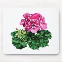 Pink Geraniums with Dew