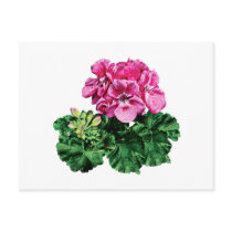 Pink Geraniums with Dew