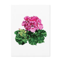Pink Geraniums with Dew