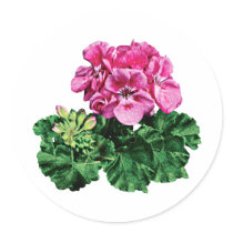 Pink Geraniums with Dew