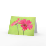 Pink Gerber Daisies on Green Greeting Card