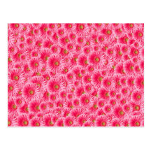 Pink Gerber Daisies Postcards