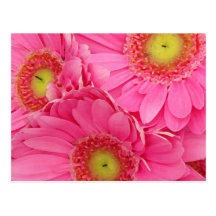 Pink Gerber Daisies Postcards